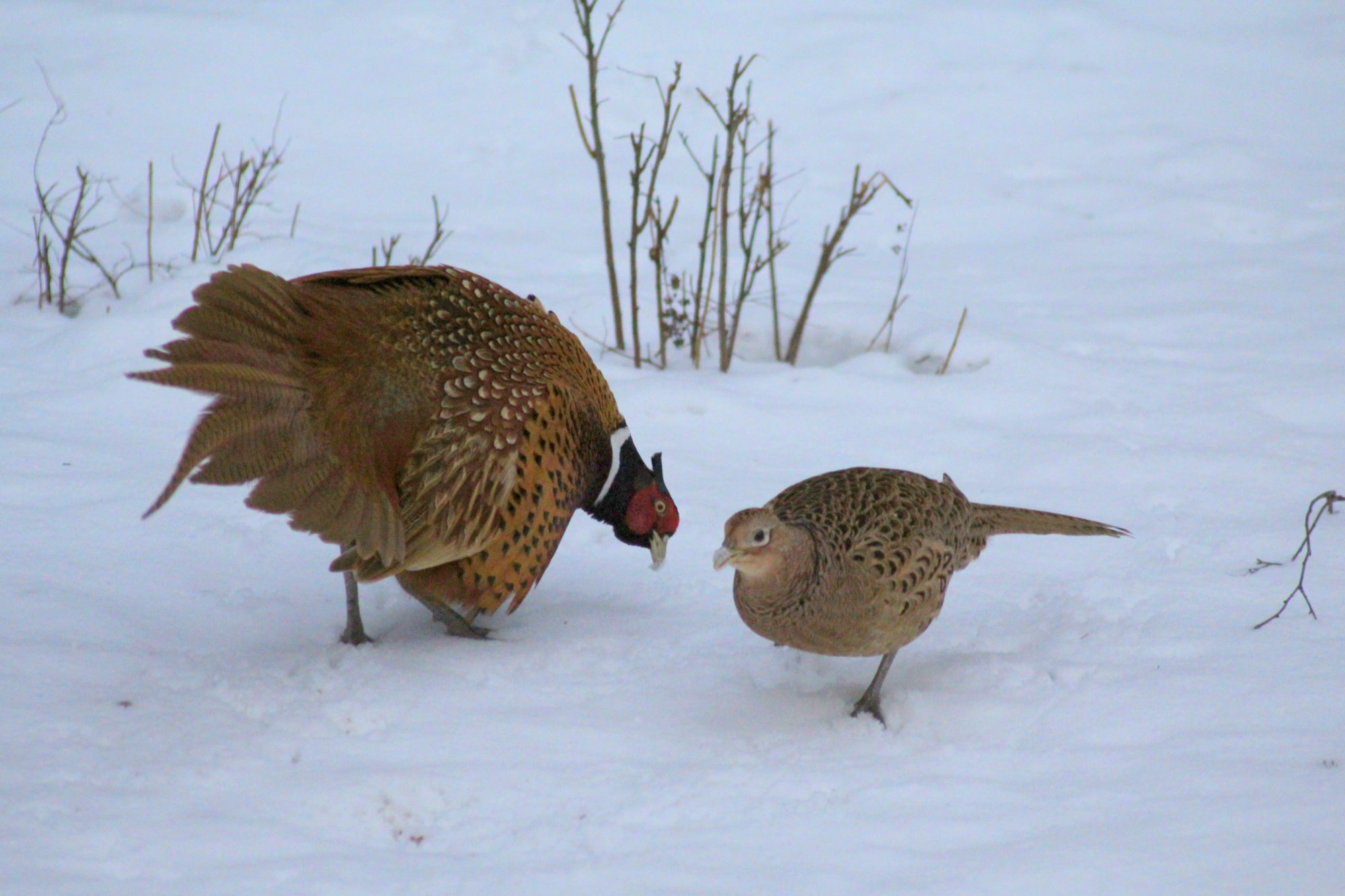 Valokuvaaja: Kaarlo Asikainen
