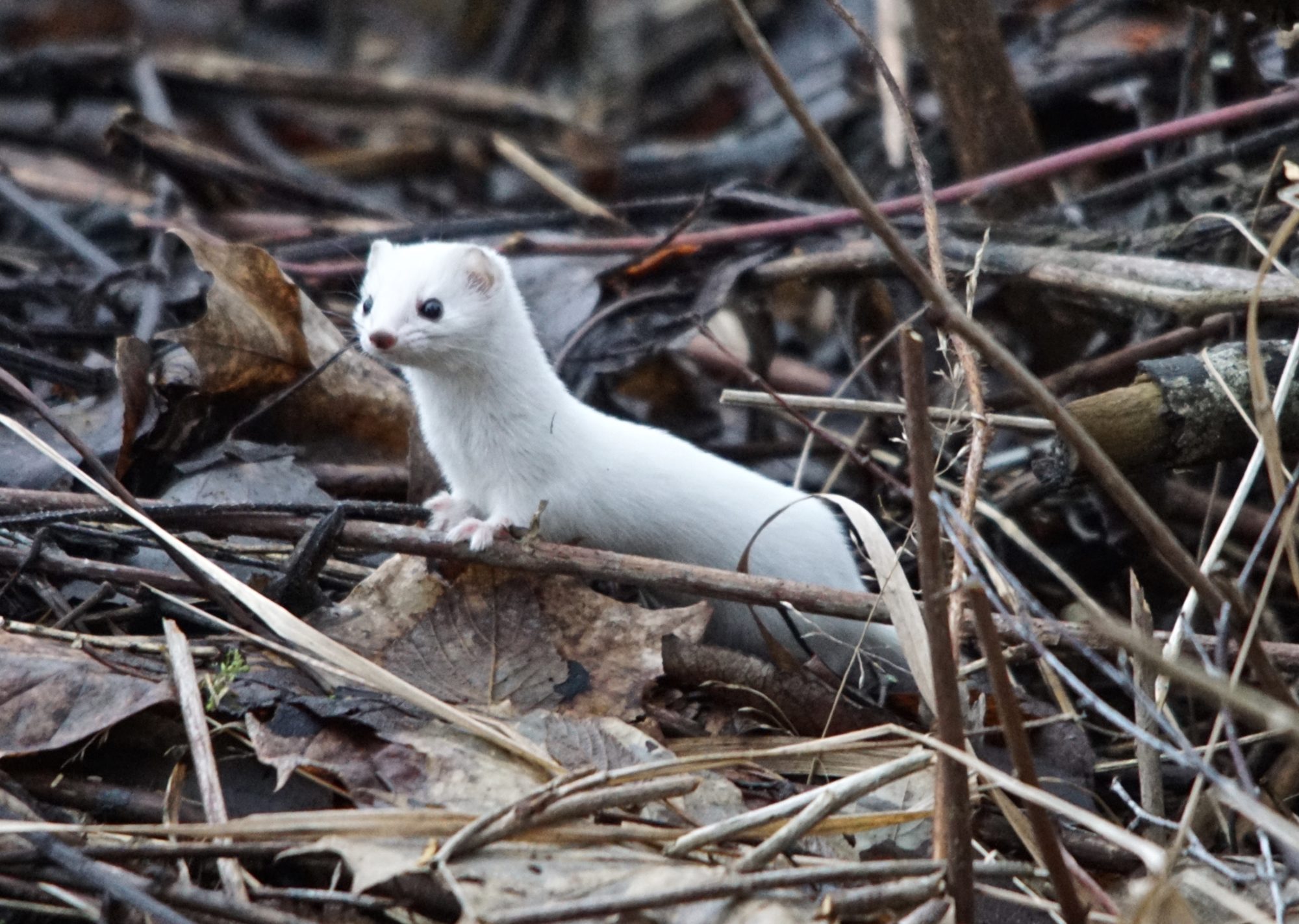 Valokuvaaja: Markku Ranta-Eilola