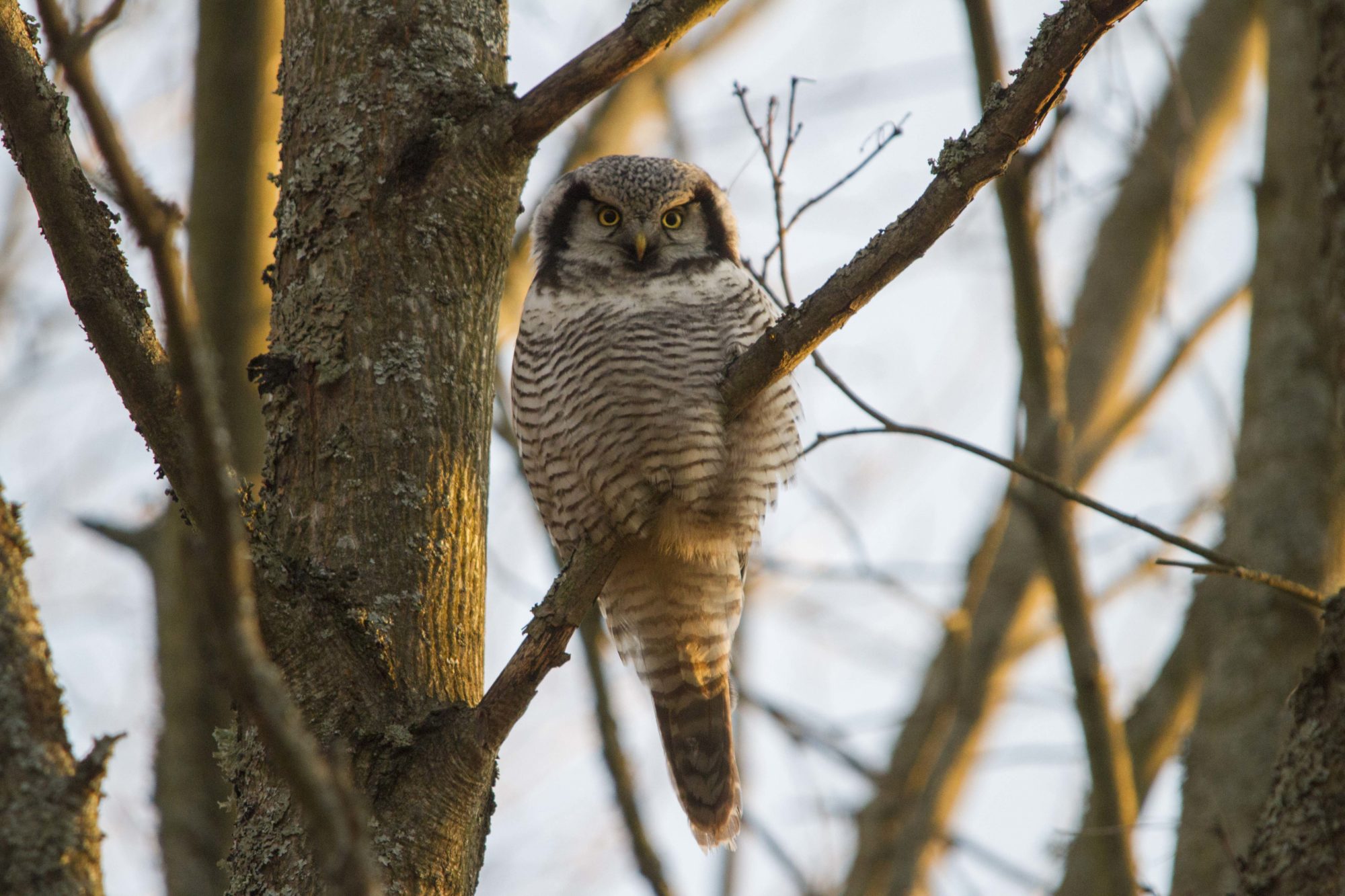 Valokuvaaja: Jon Rikberg