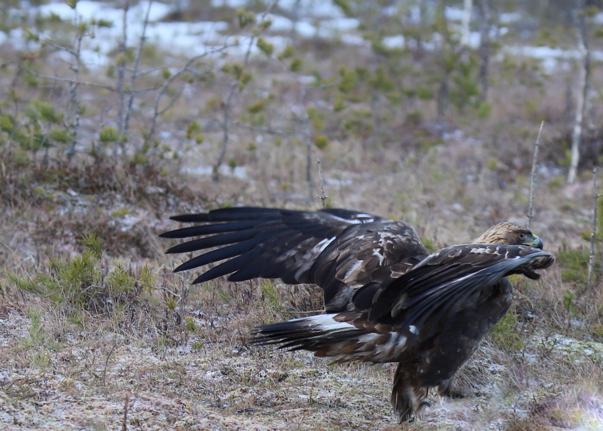 Valokuvaaja: sirpa jyske
