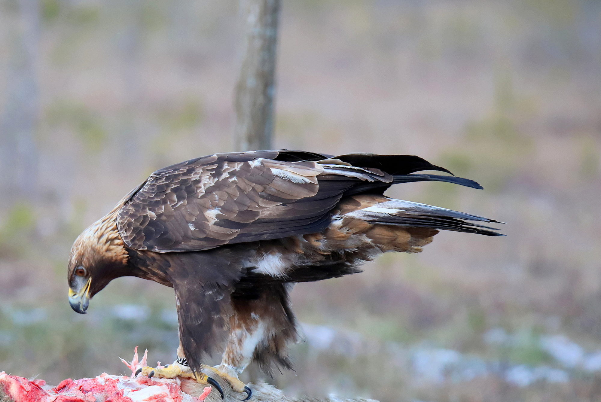 Valokuvaaja: sirpa jyske Valokuvaaja: sirpa jyske