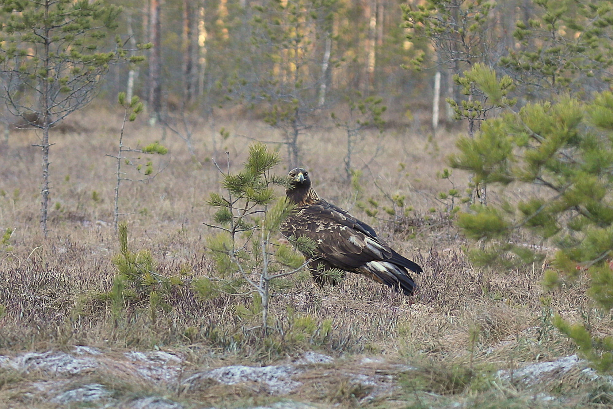Valokuvaaja: sirpa jyske