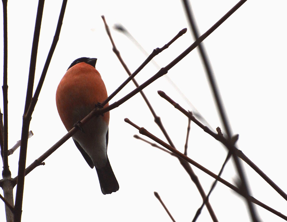 Valokuvaaja: Elisabet Varonen
