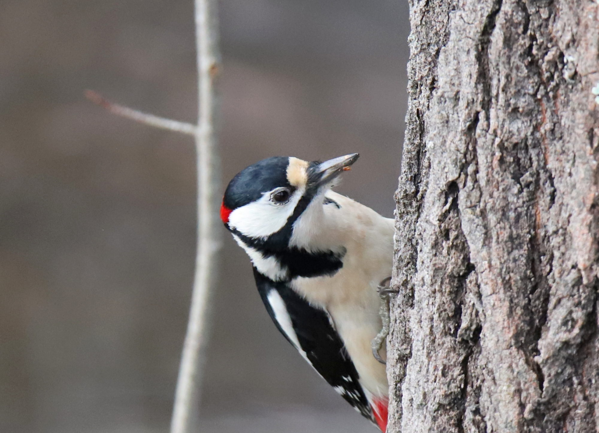 Valokuvaaja: sirpa jyske