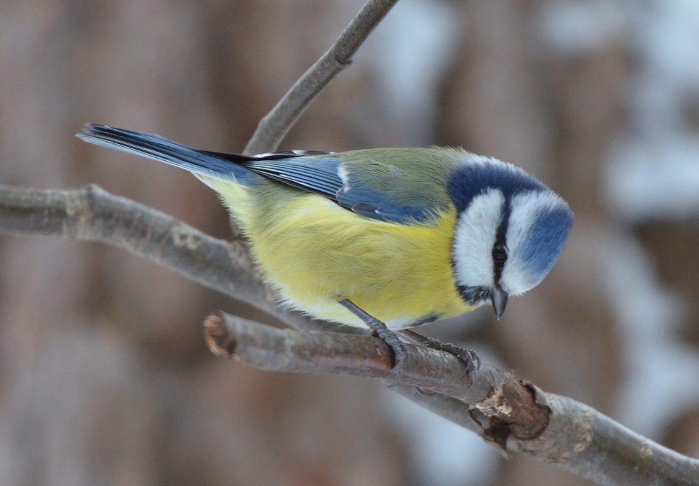 Valokuvaaja: Jouko Varonen