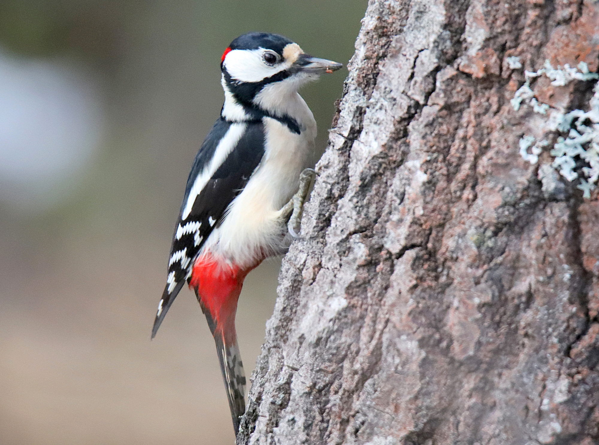 Valokuvaaja: sirpa jyske Valokuvaaja: sirpa jyske