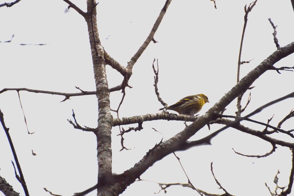 Valokuvaaja: Elisabet Varonen