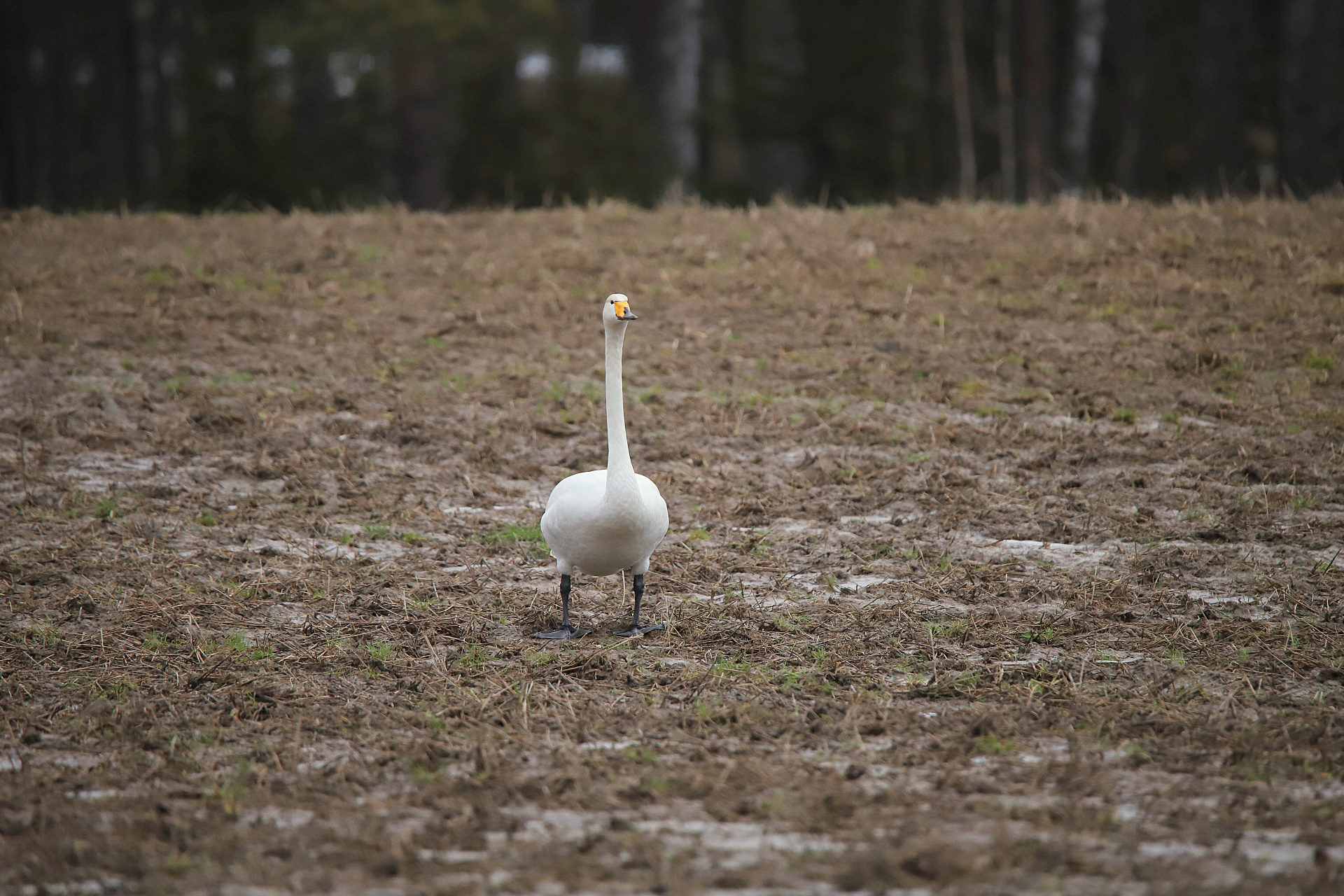 Valokuvaaja: sirpa jyske