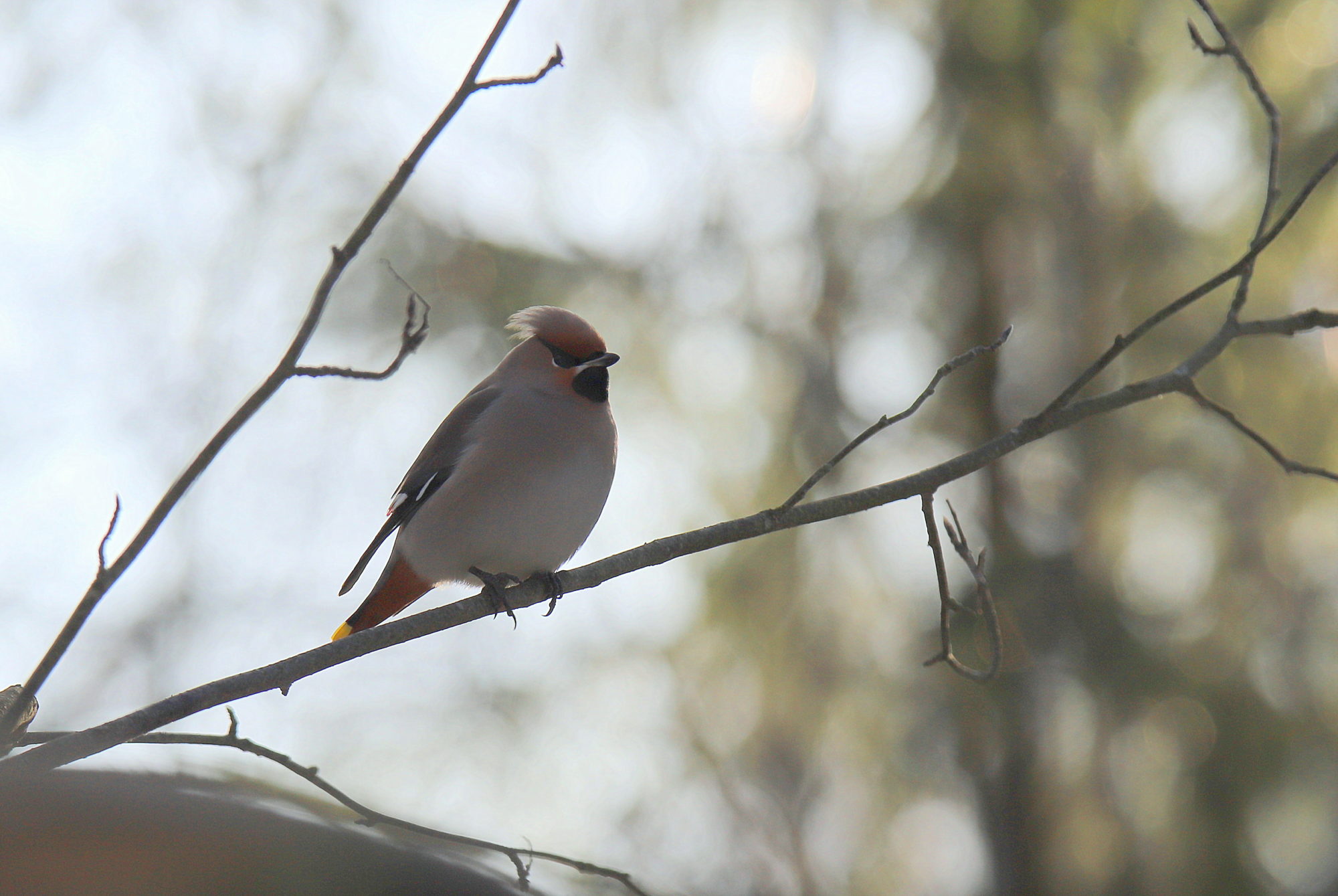 Valokuvaaja: sirpa jyske