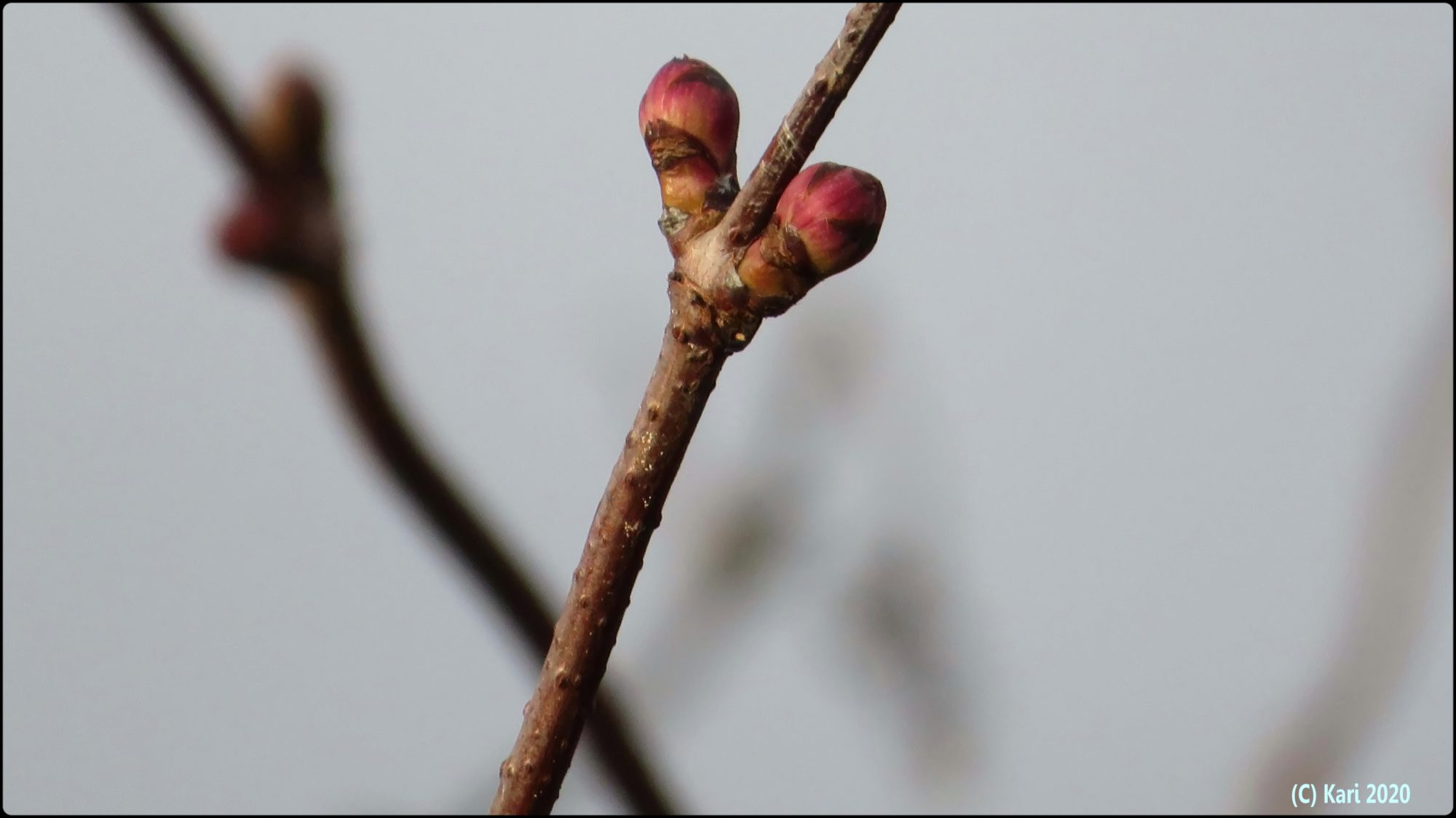Valokuvaaja: Kari Saarinen