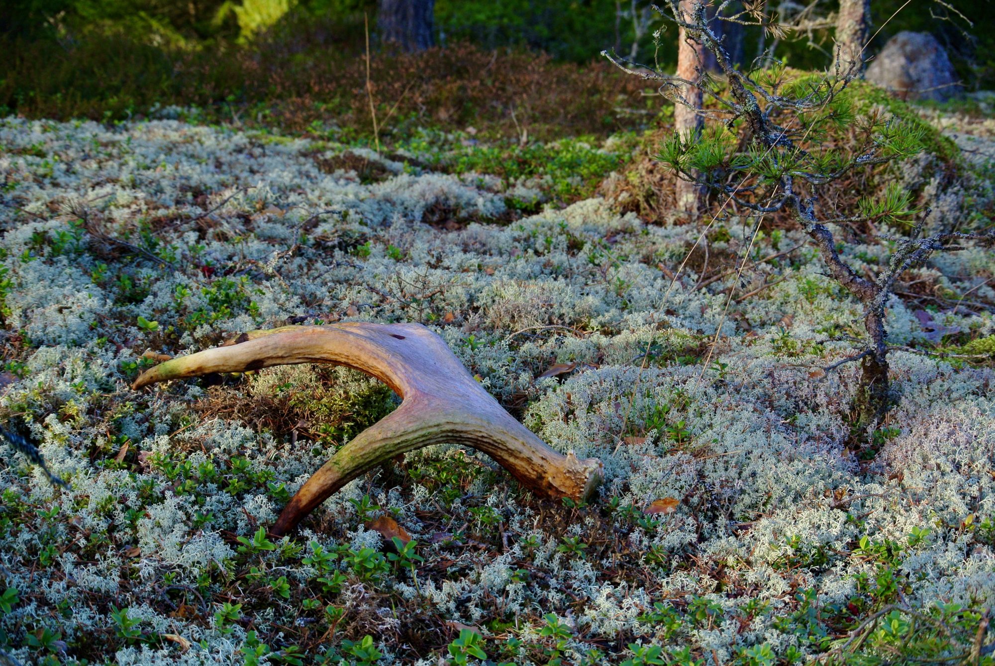 Valokuvaaja: Pauli Sarsama