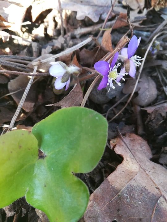 Valokuvaaja: Carita Nyman