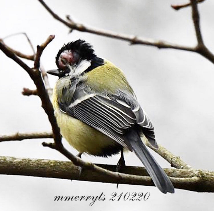 Valokuvaaja: Merryt Santanen