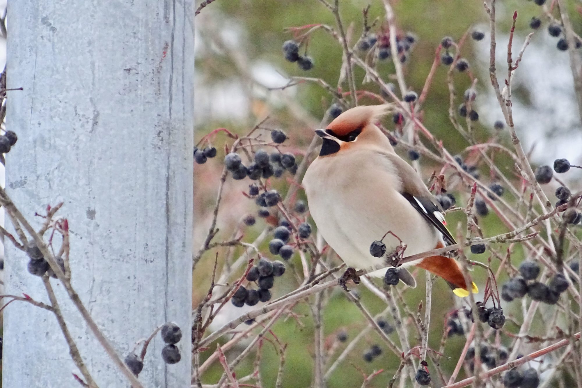 Valokuvaaja: Liisa Niiva-Korpela