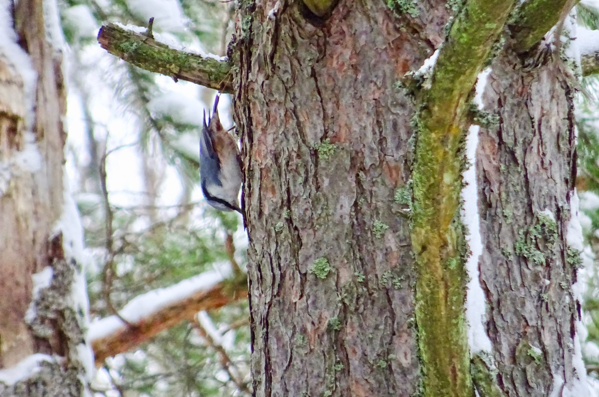 Valokuvaaja: Liisa Niiva-Korpela