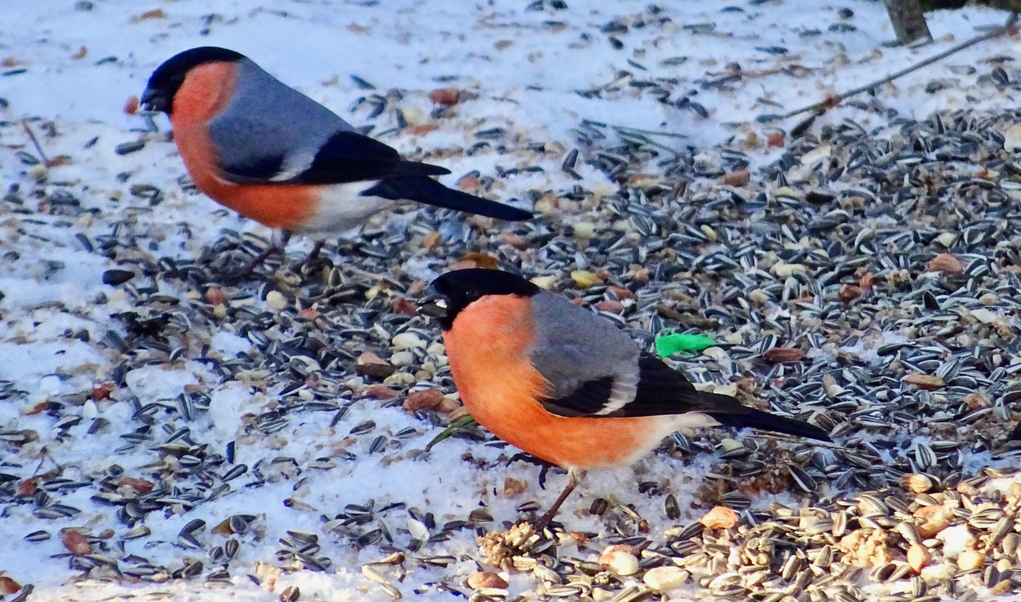 Valokuvaaja: Liisa Niiva-Korpela