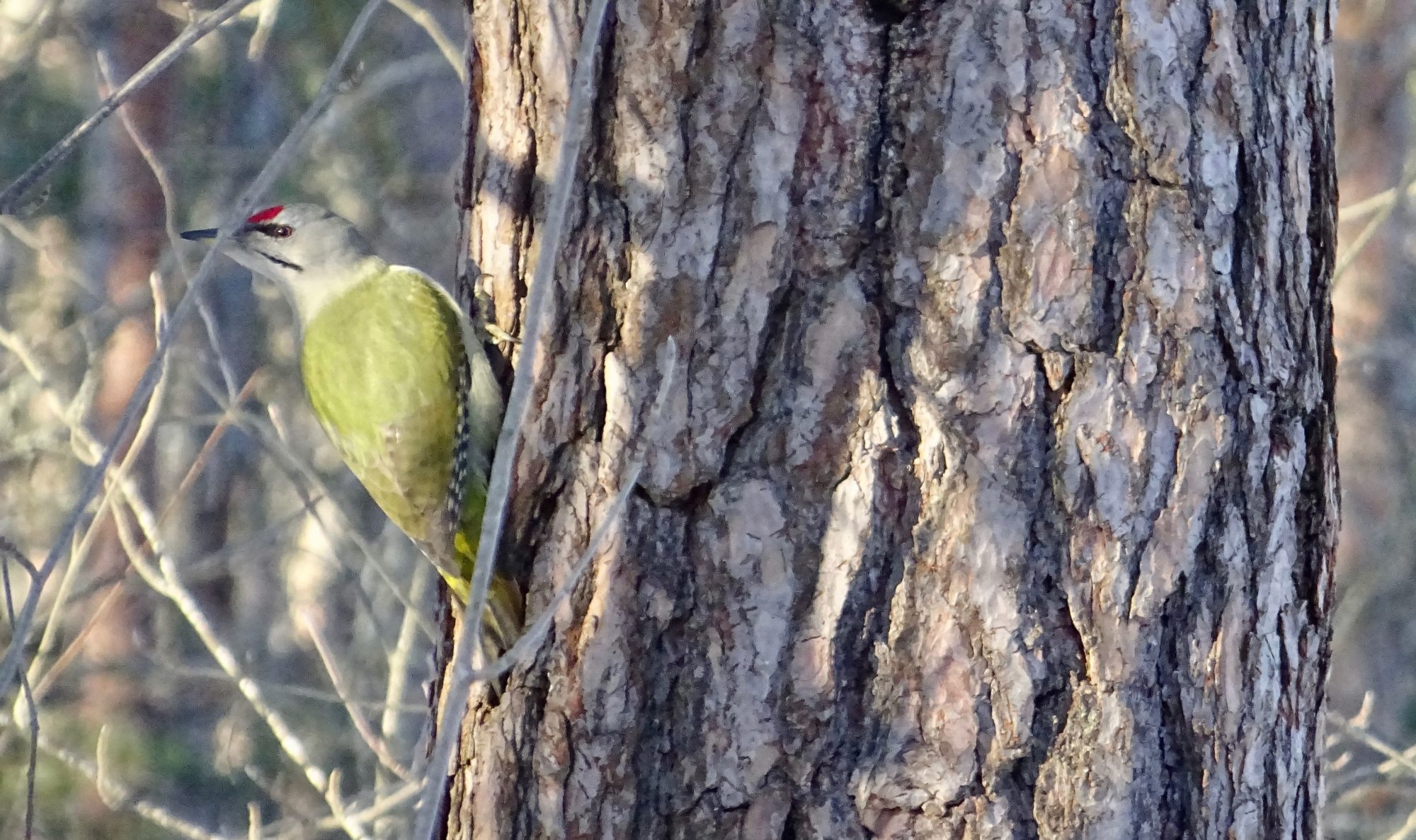 Valokuvaaja: Liisa Niiva-Korpela