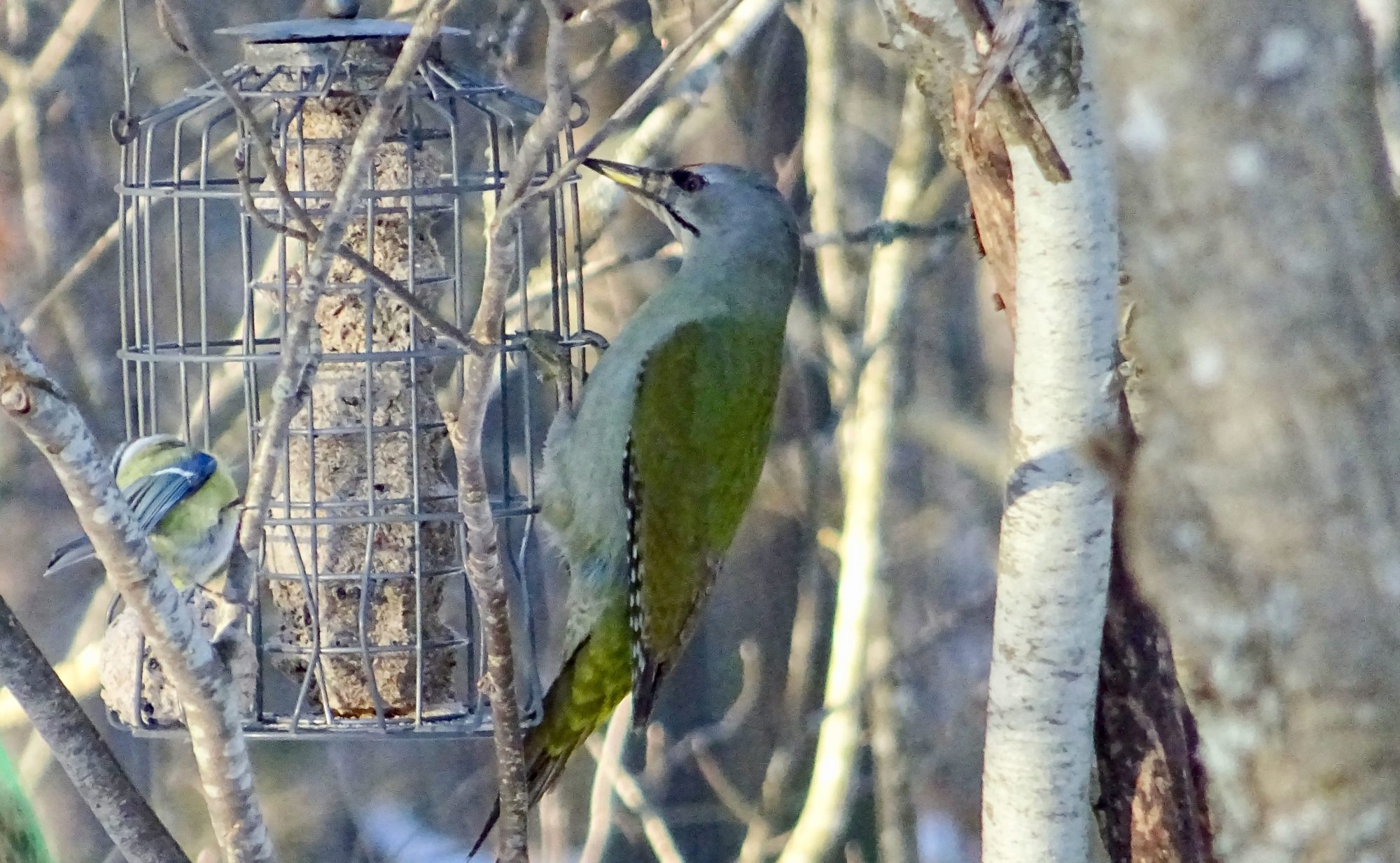 Valokuvaaja: Liisa Niiva-Korpela