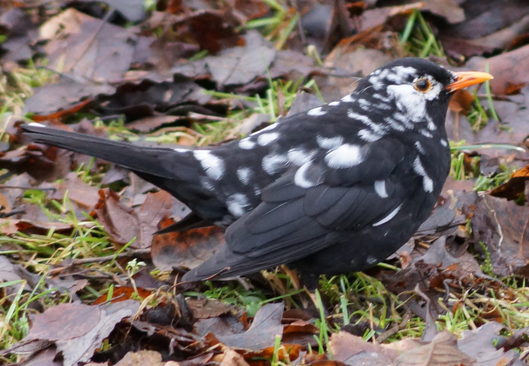 Valokuvaaja: Ensio HÄKKINEN