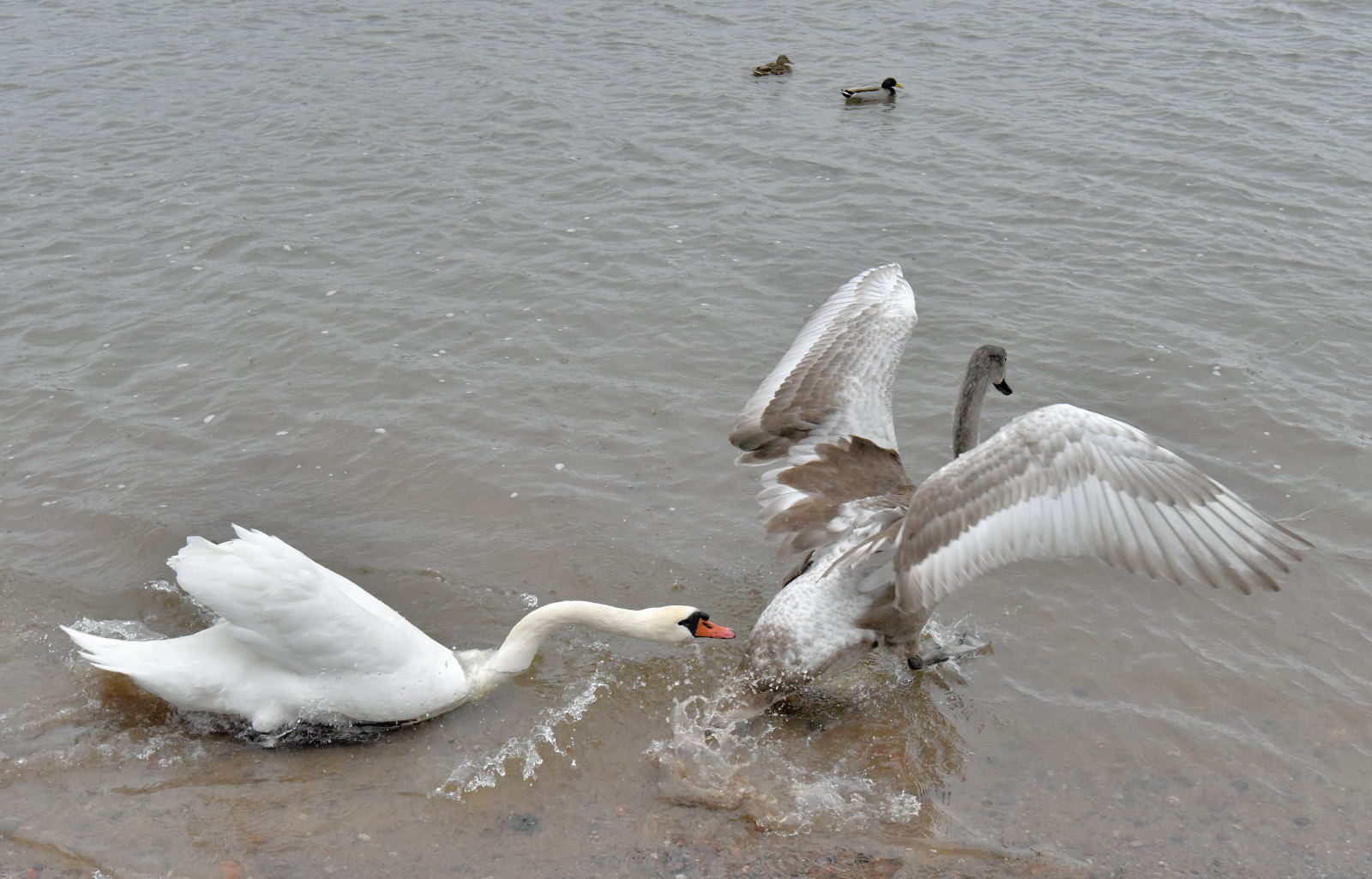 Valokuvaaja: Reijo Juurinen