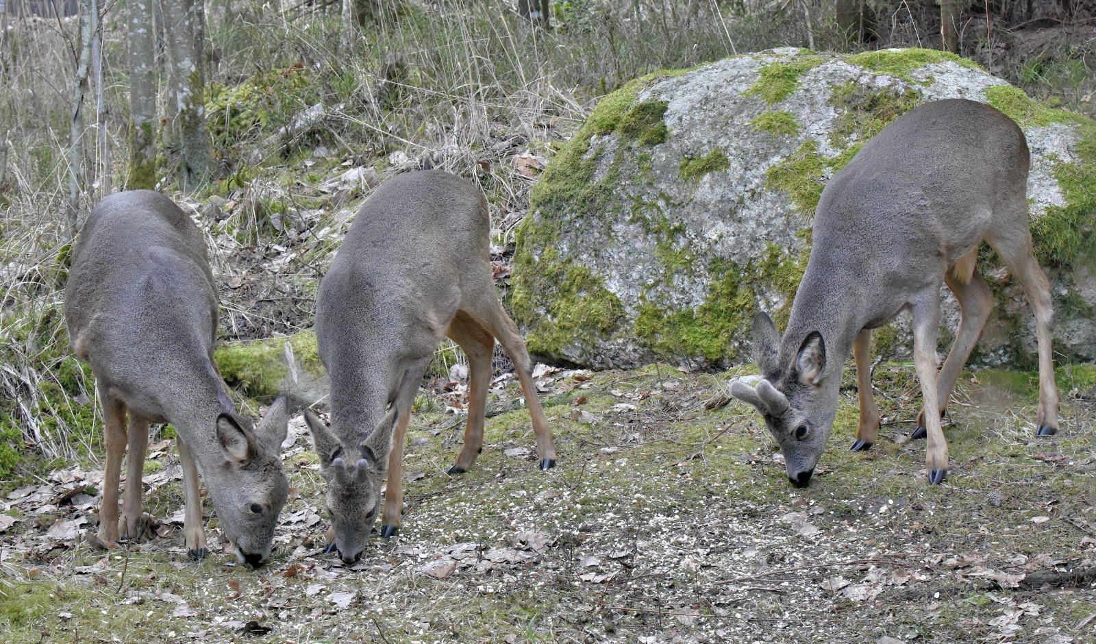Valokuvaaja: Reijo Juurinen