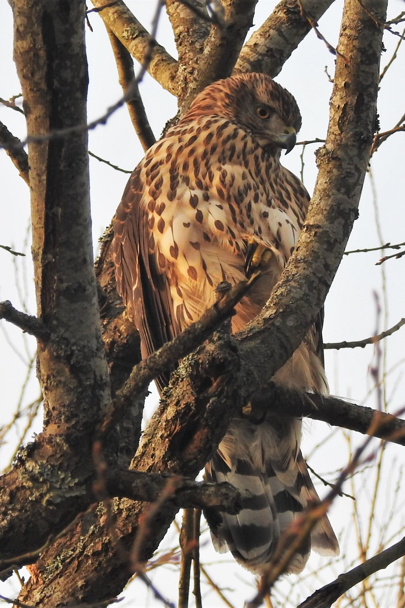 Valokuvaaja: Maarit Siitonen Valokuvaaja: Maarit Siitonen