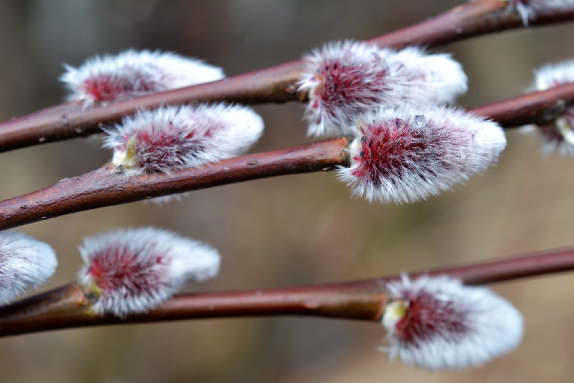Valokuvaaja: satu välimaa
