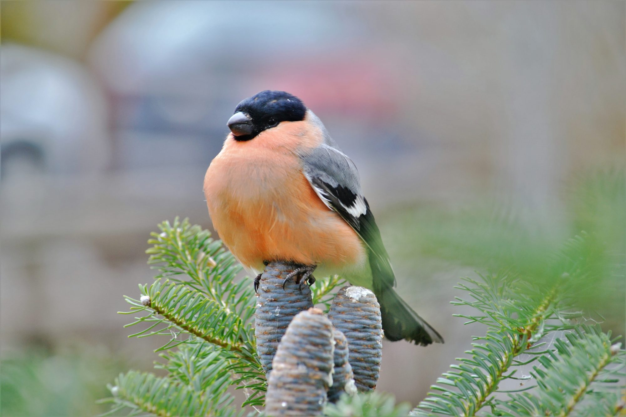 Valokuvaaja: satu välimaa Valokuvaaja: satu välimaa