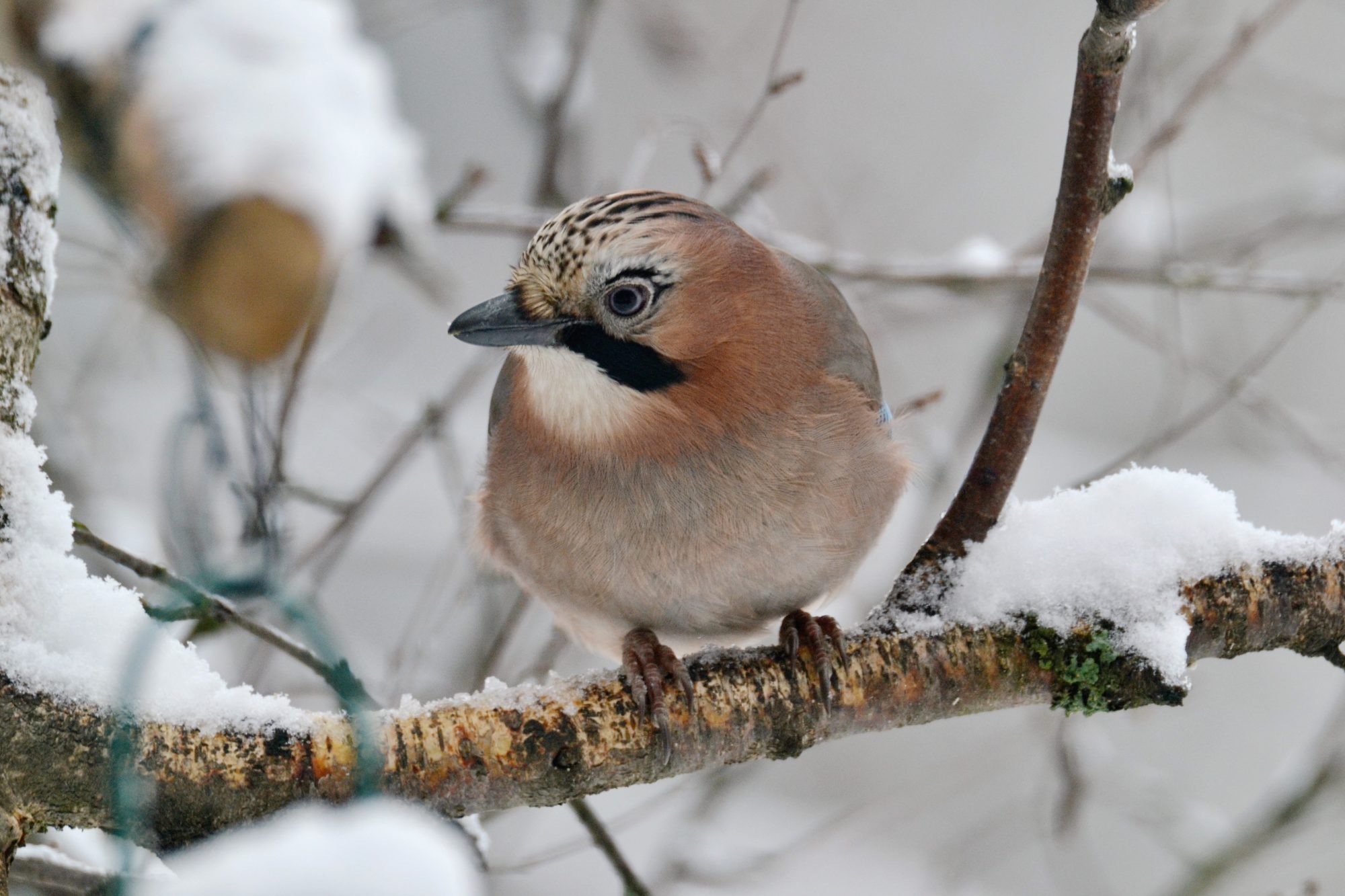 Valokuvaaja: satu välimaa