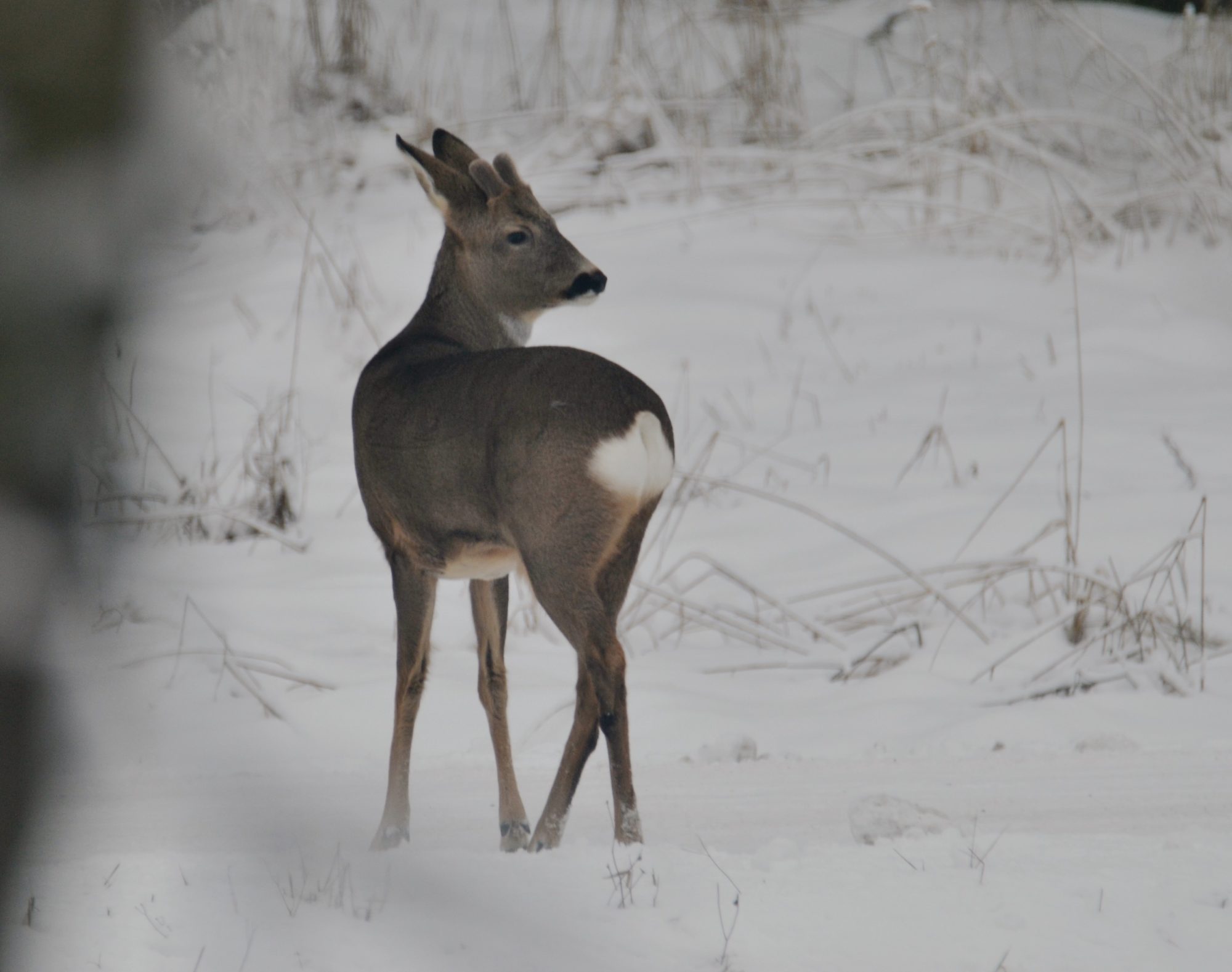 Valokuvaaja: satu välimaa