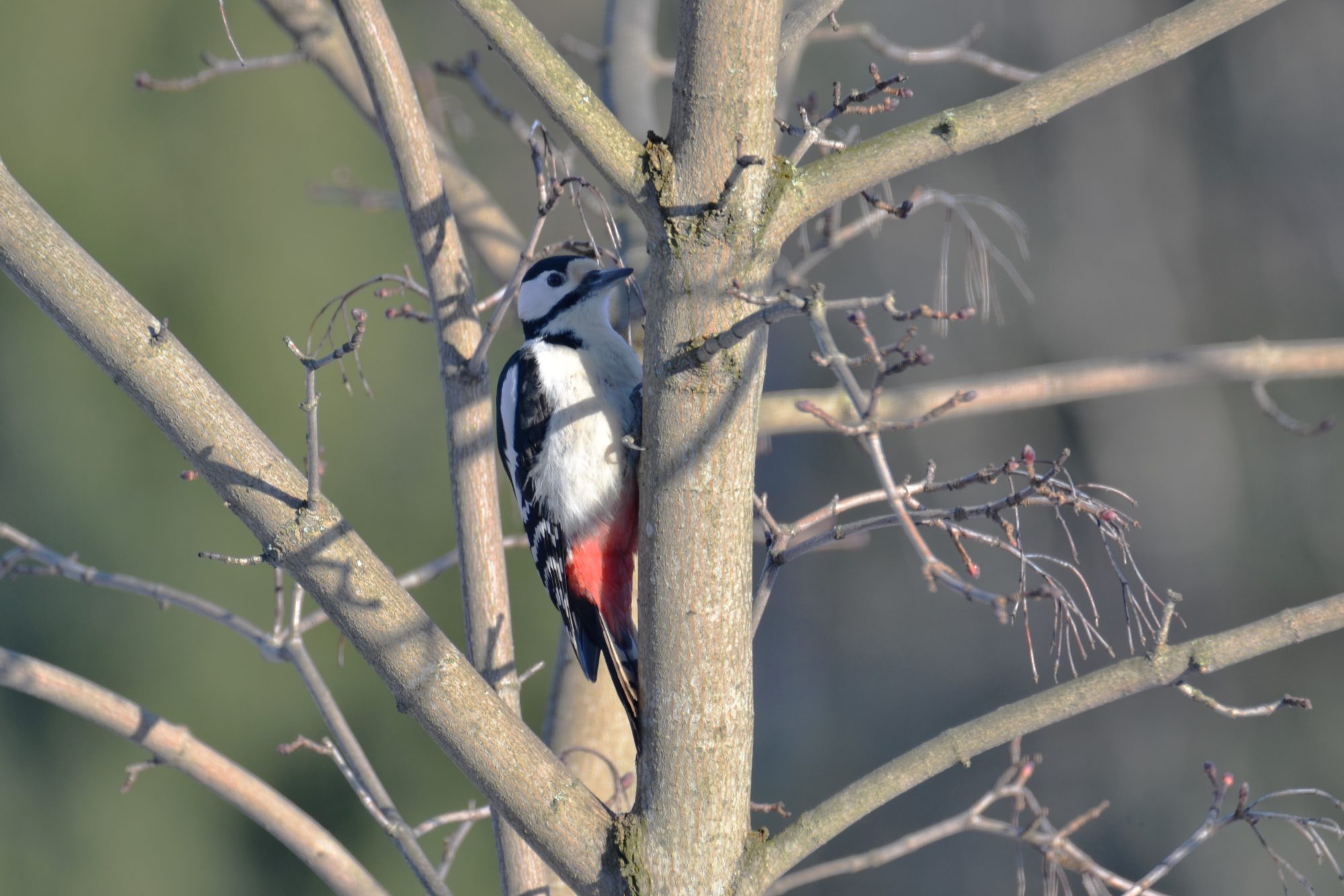 Valokuvaaja: satu välimaa