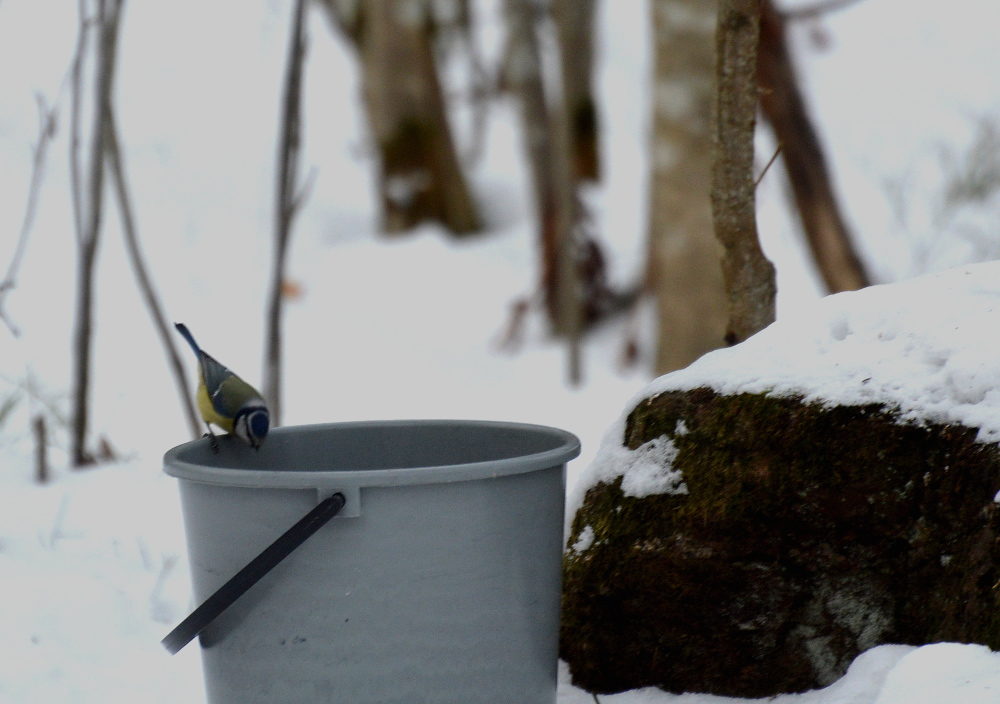 Valokuvaaja: Elisabet Varonen