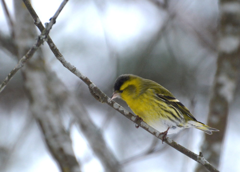 Valokuvaaja: Elisabet Varonen