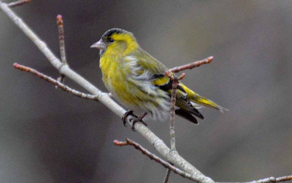 Valokuvaaja: Elisabet Varonen