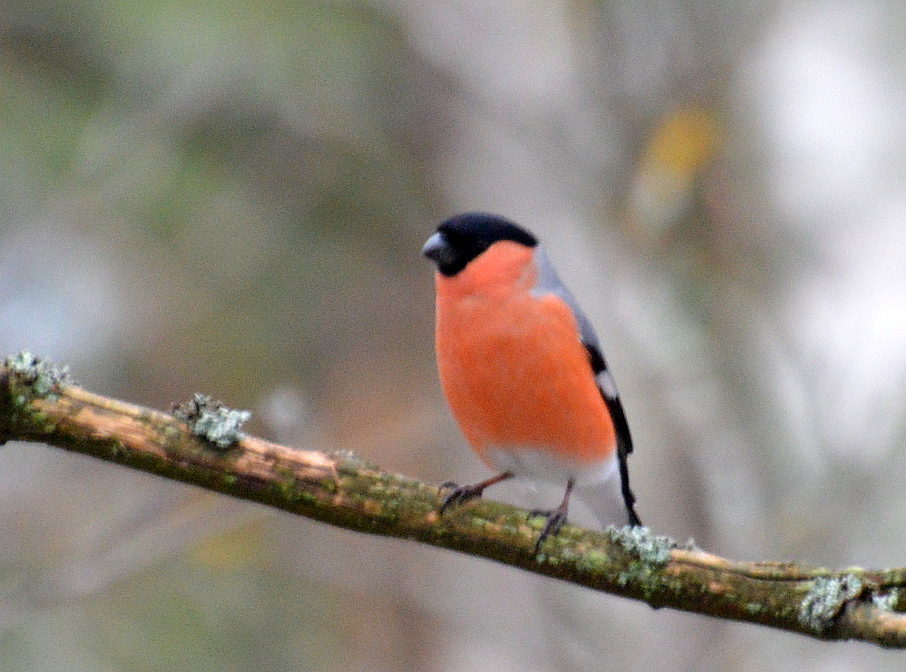Valokuvaaja: Elisabet Varonen