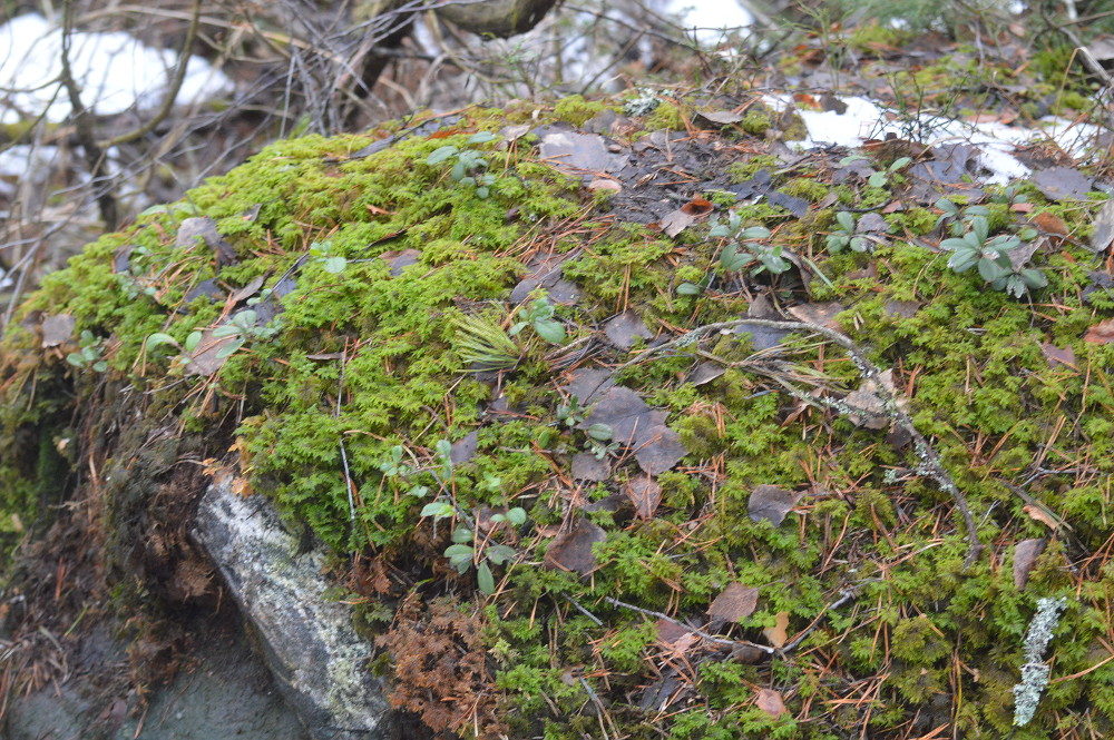 Valokuvaaja: Elisabet Varonen