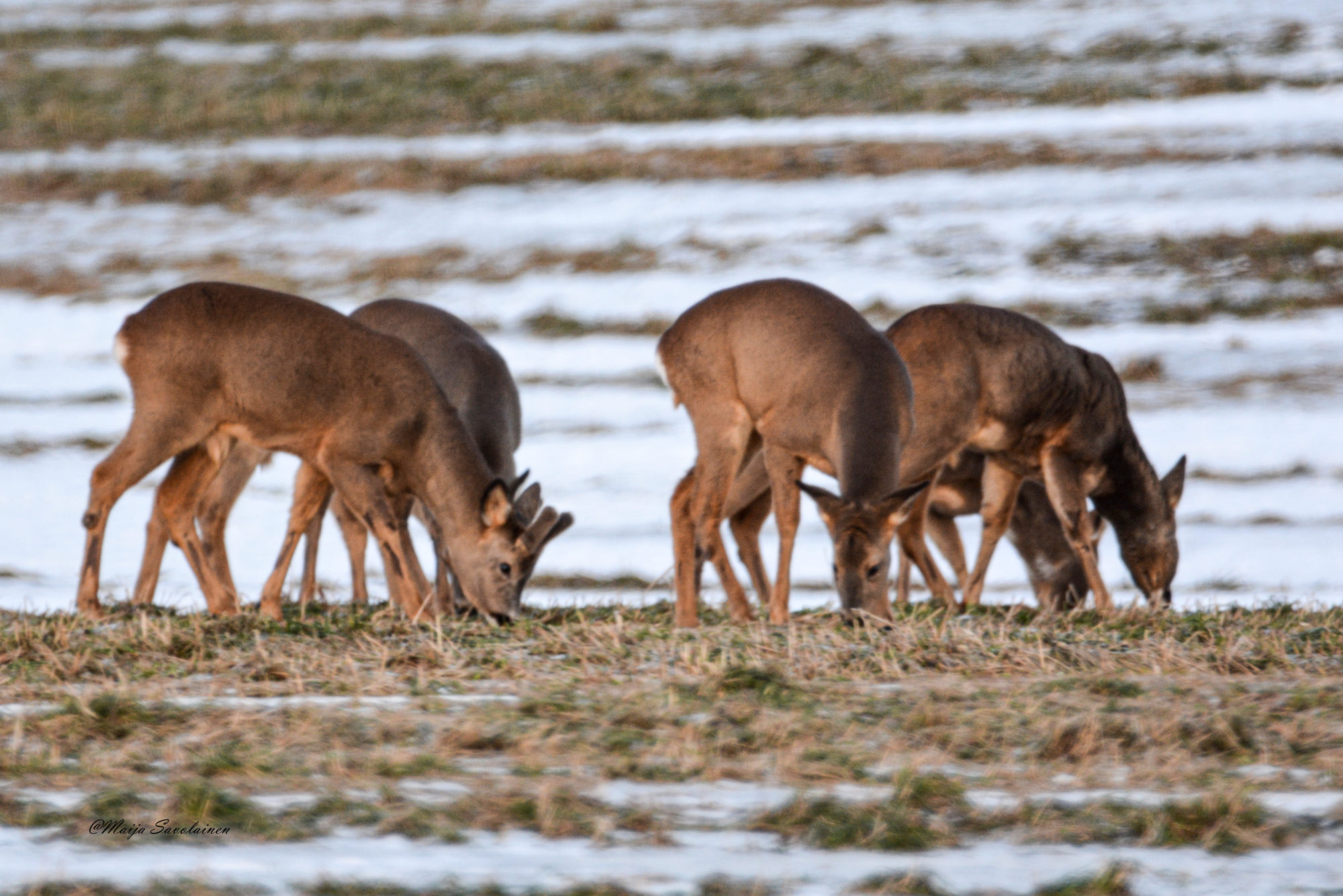 Valokuvaaja: Maija Savolainen