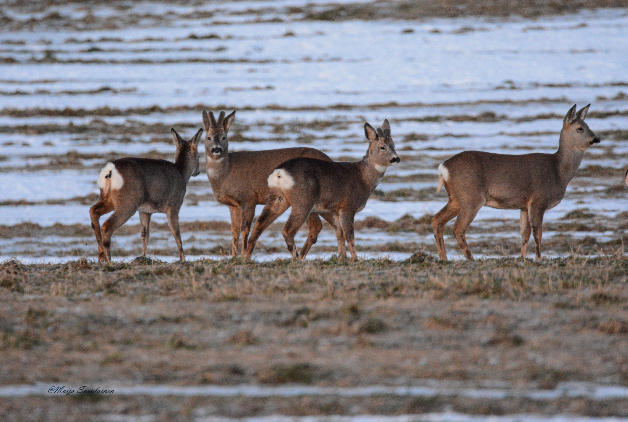 Valokuvaaja: Maija Savolainen