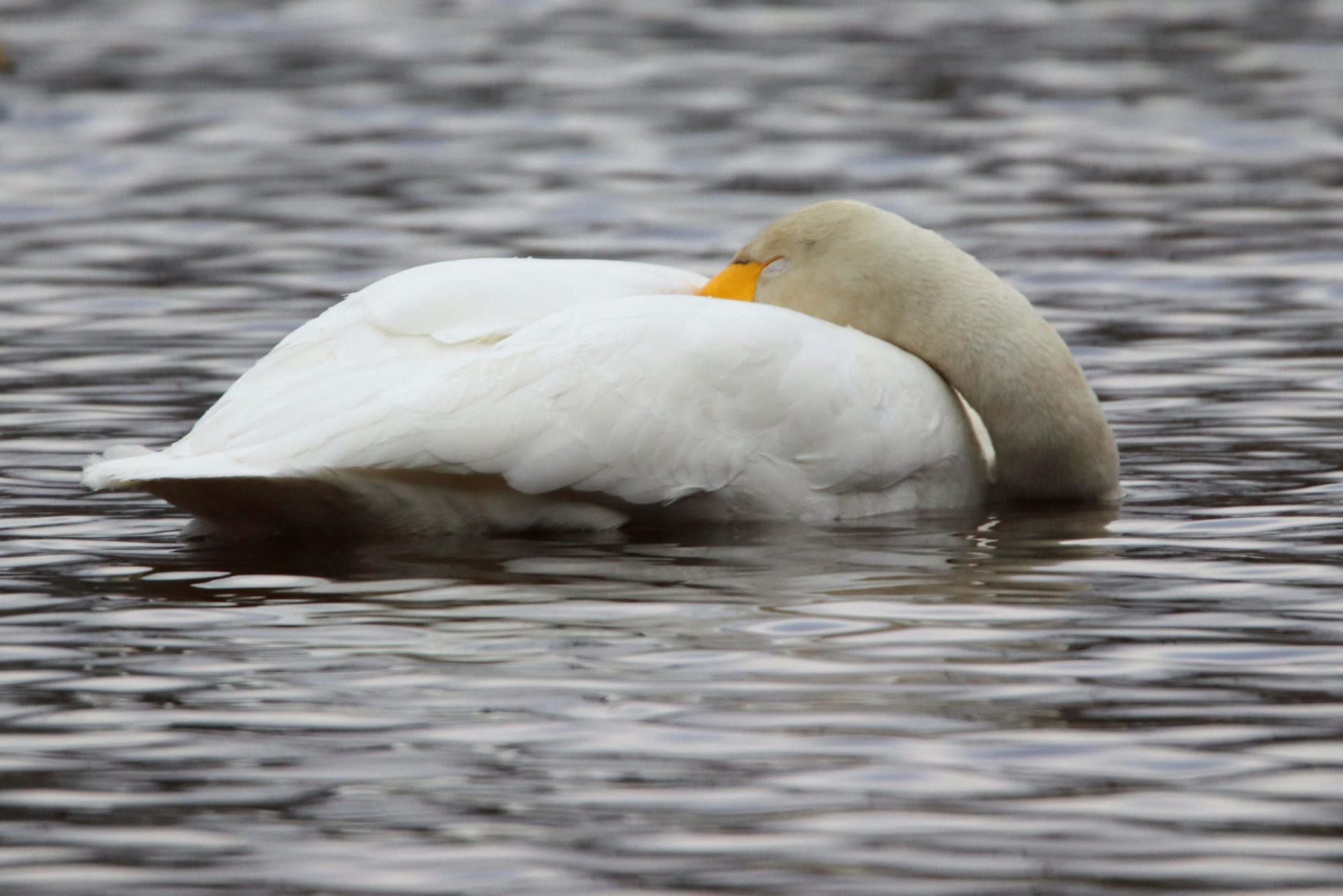 Valokuvaaja: Irja Lehtinen Valokuvaaja: Irja Lehtinen