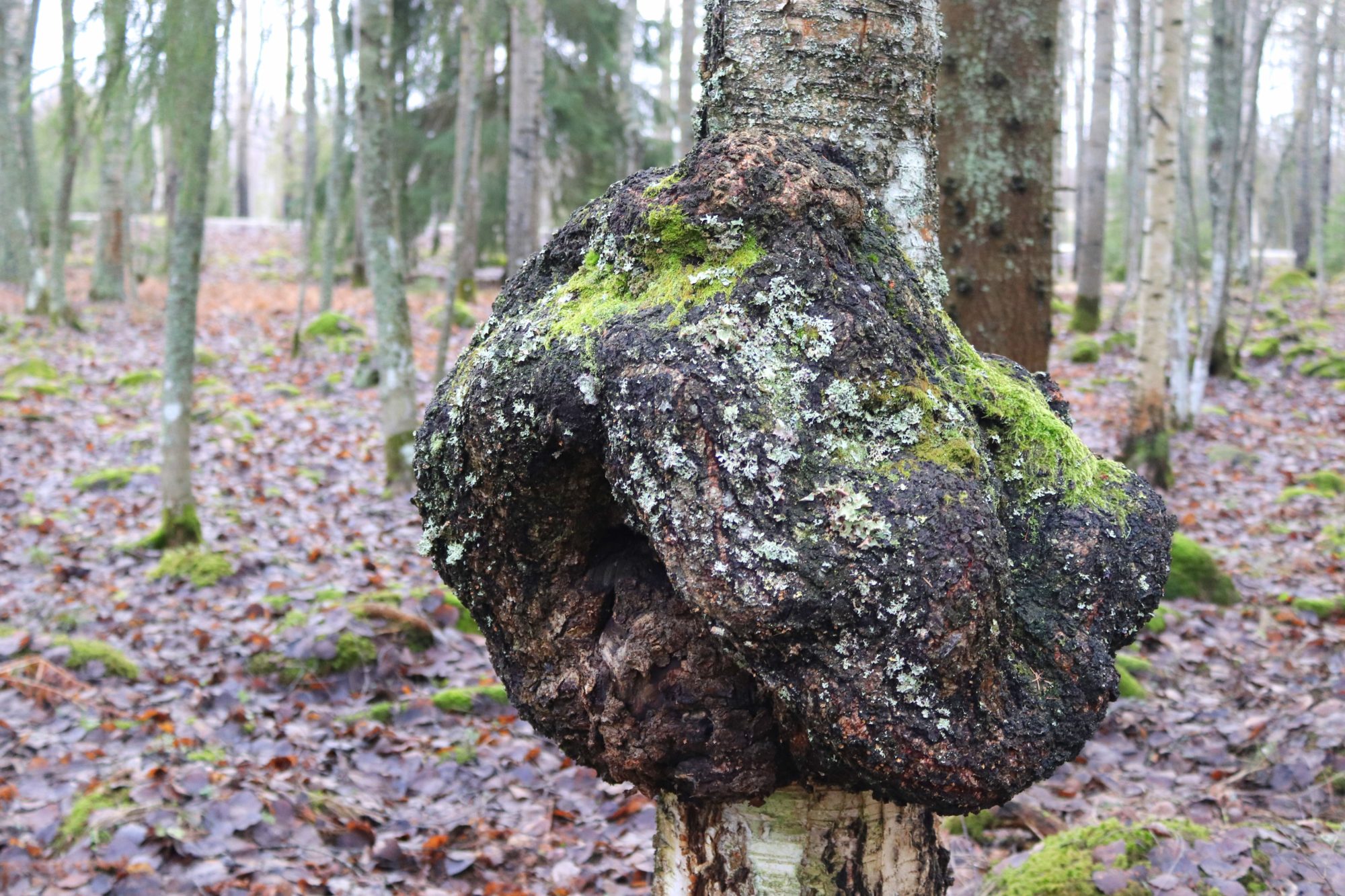 Valokuvaaja: Irja Lehtinen