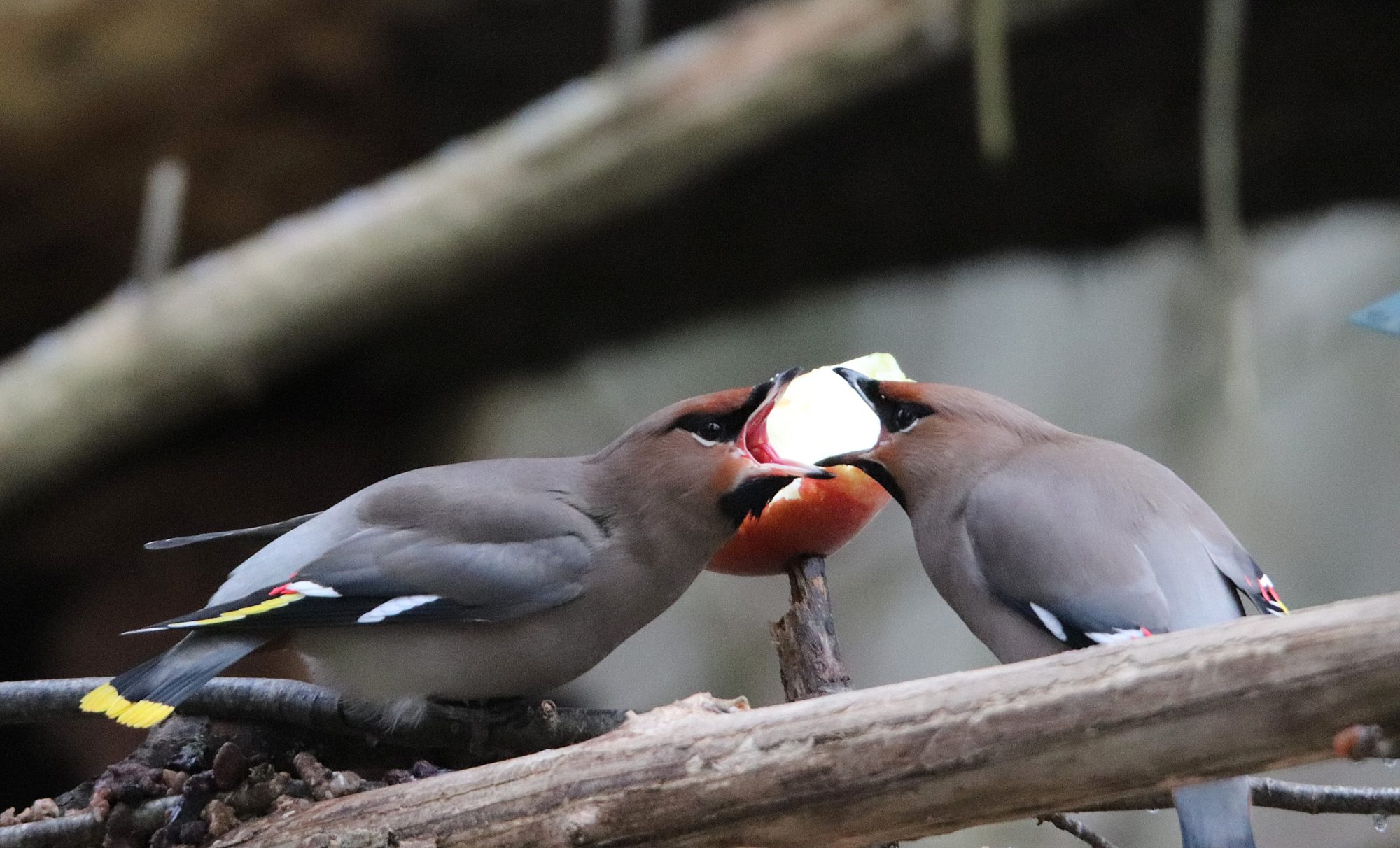 Valokuvaaja: Irja Lehtinen