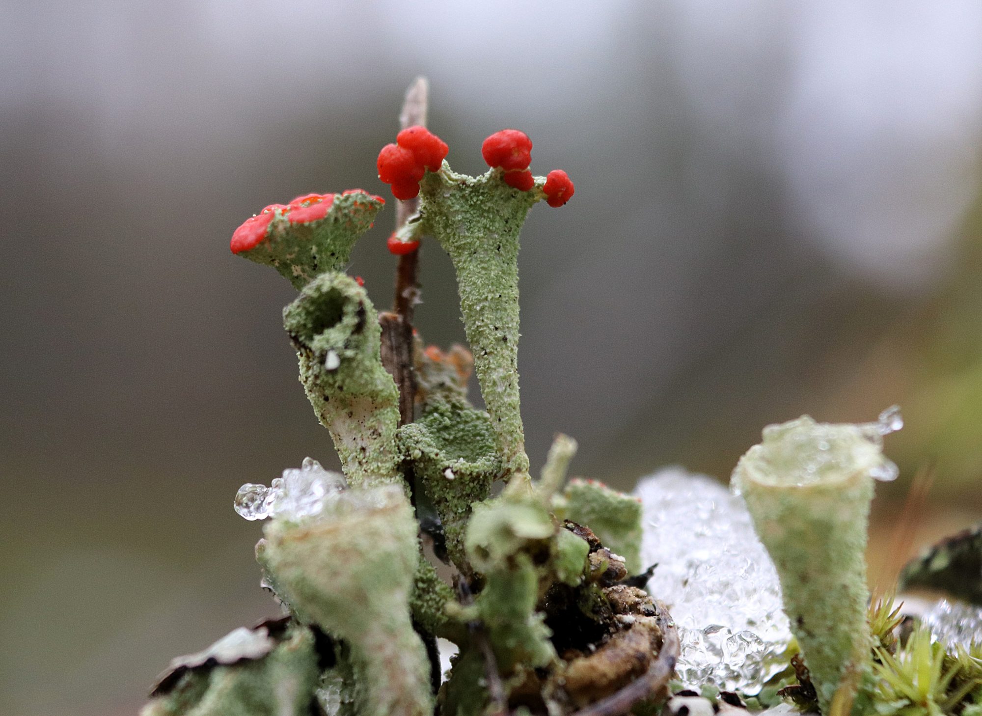 Valokuvaaja: Irja Lehtinen
