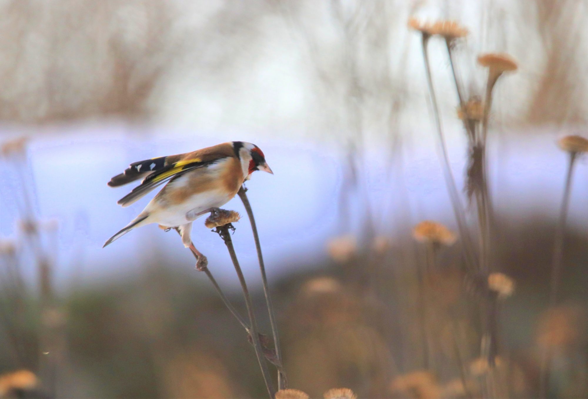 Valokuvaaja: Irja Lehtinen