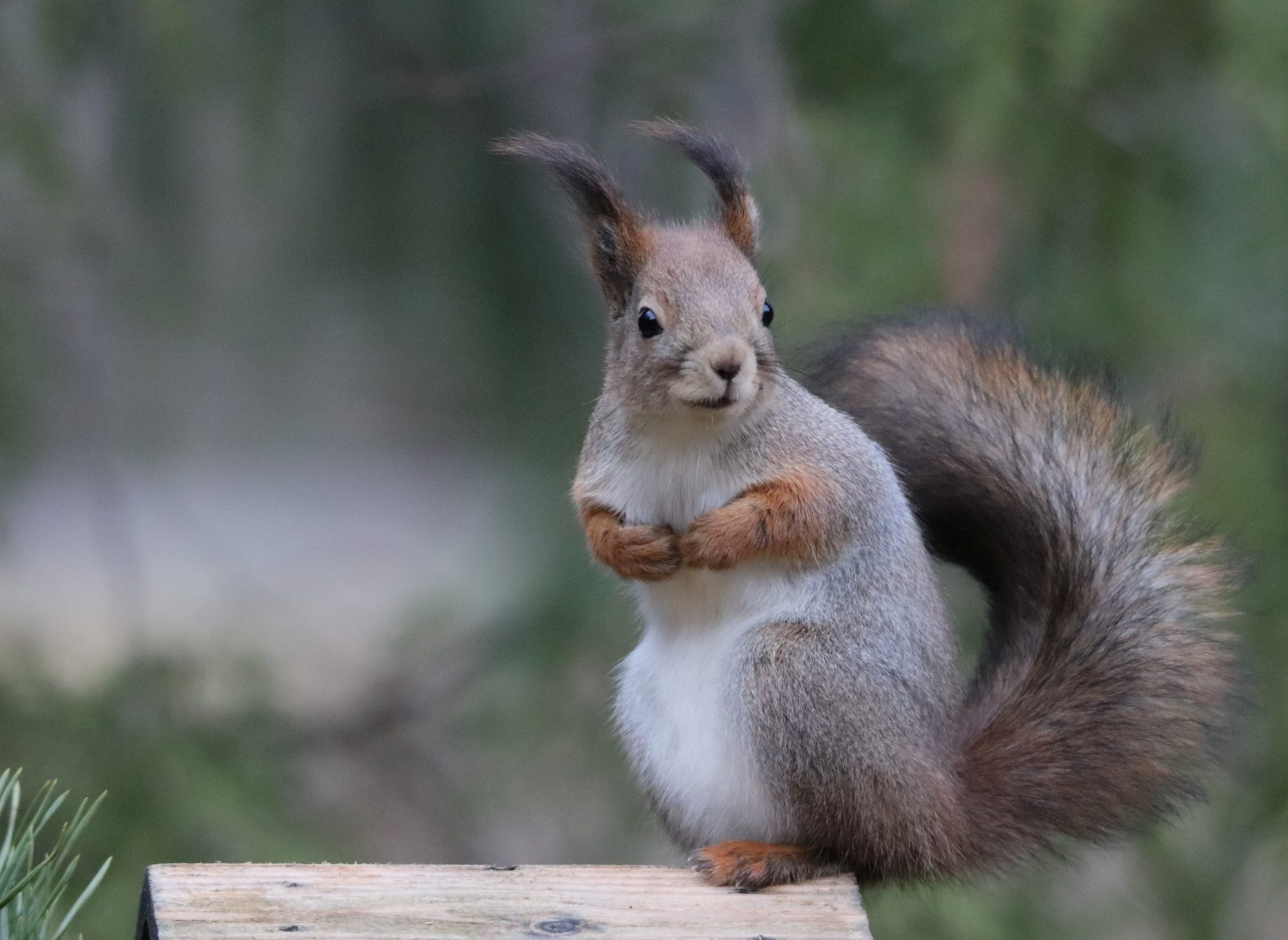 Valokuvaaja: Irja Lehtinen