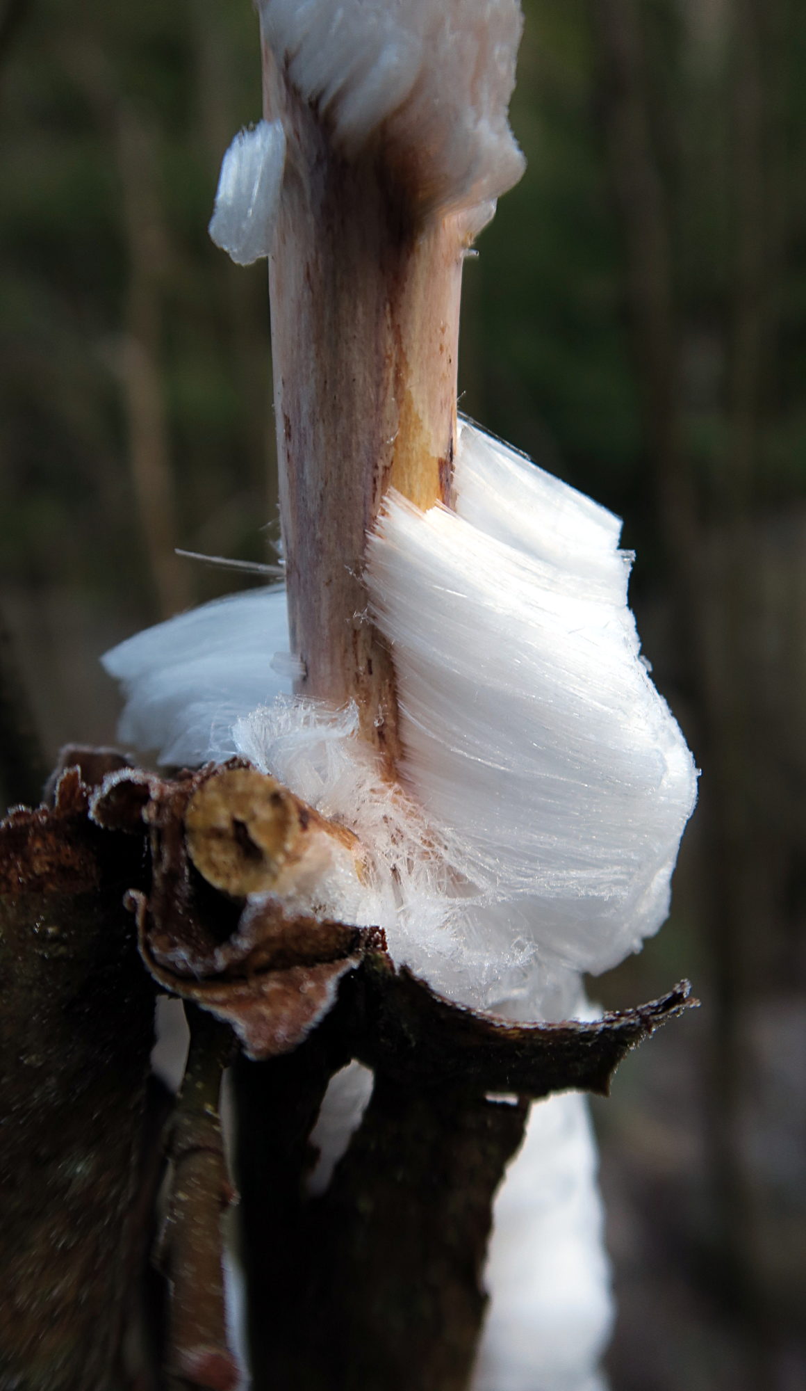 Valokuvaaja: Kati Westerlund