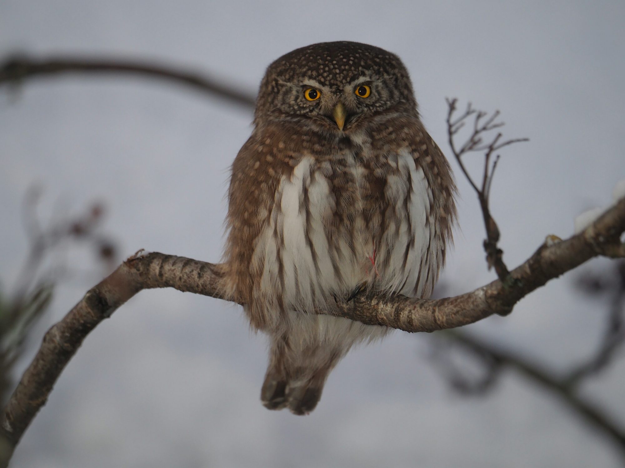 Valokuvaaja: Mikkola Irma