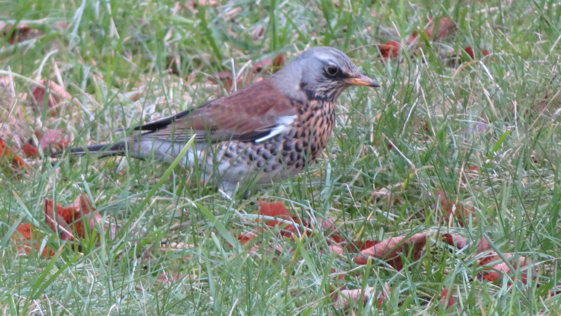 Valokuvaaja: Risto Kangassalo