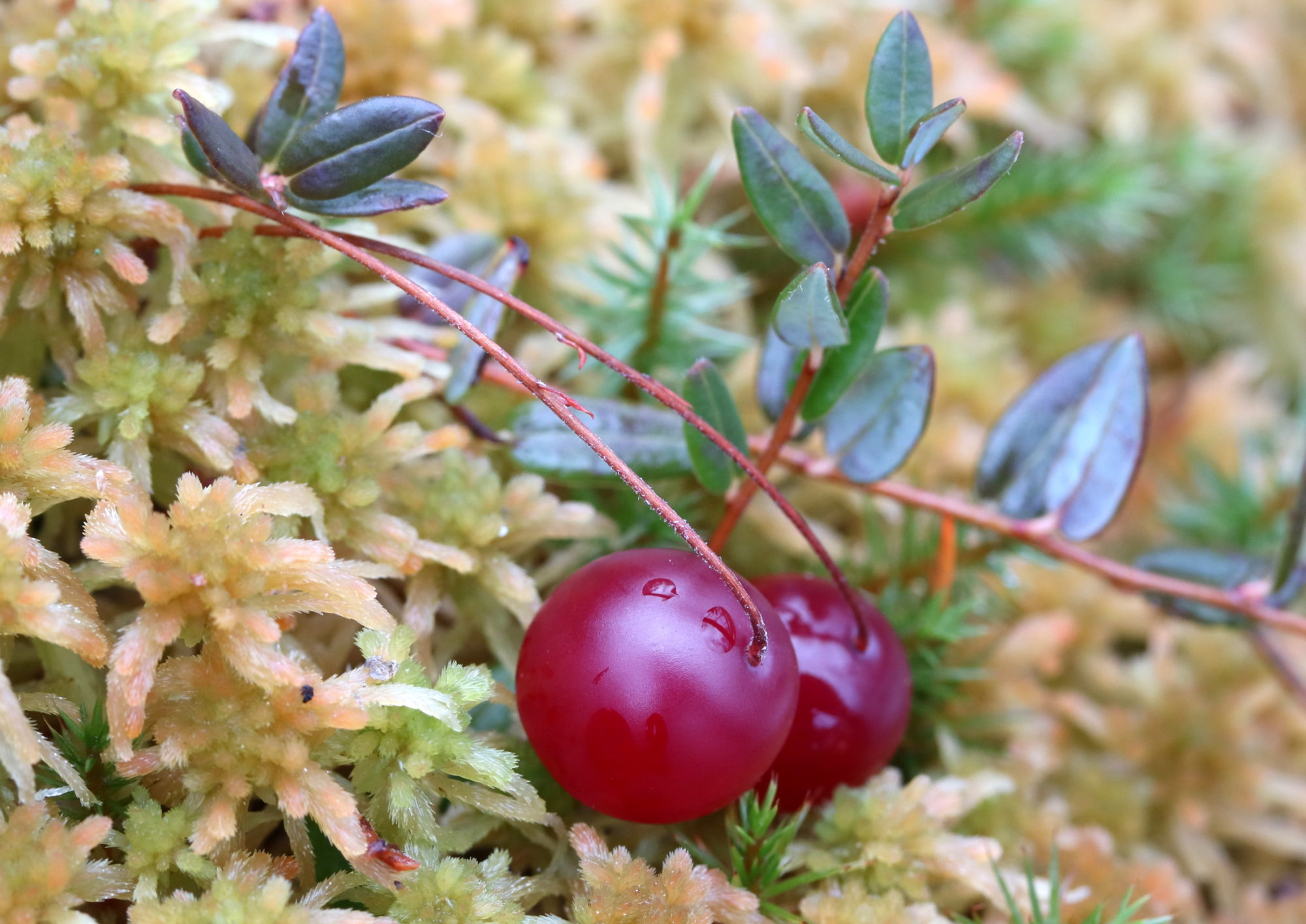 Valokuvaaja: Hannu. Rasiranta