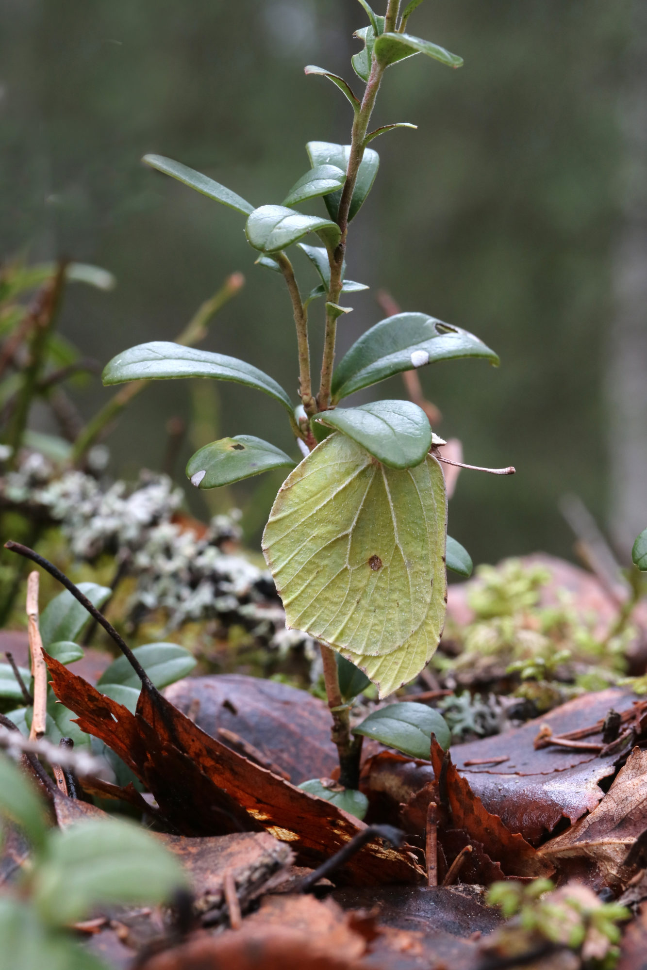 Valokuvaaja: Hannu. Rasiranta Valokuvaaja: Hannu. Rasiranta