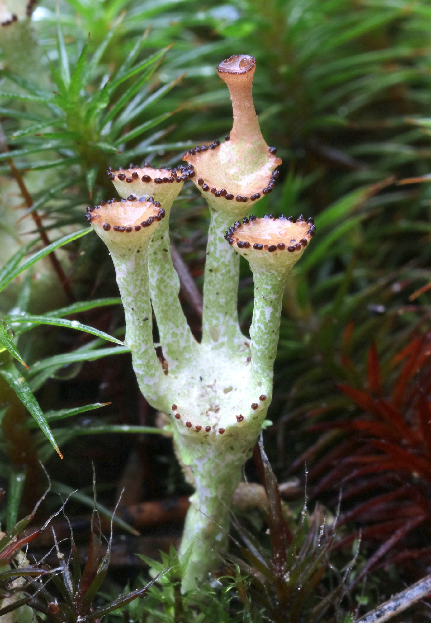 Valokuvaaja: Hannu. Rasiranta